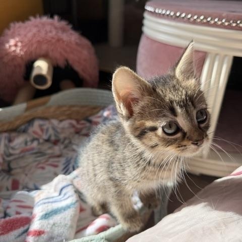 Ada, a Adoptable Domestic Short Hair in Seymour, TN image 4/5