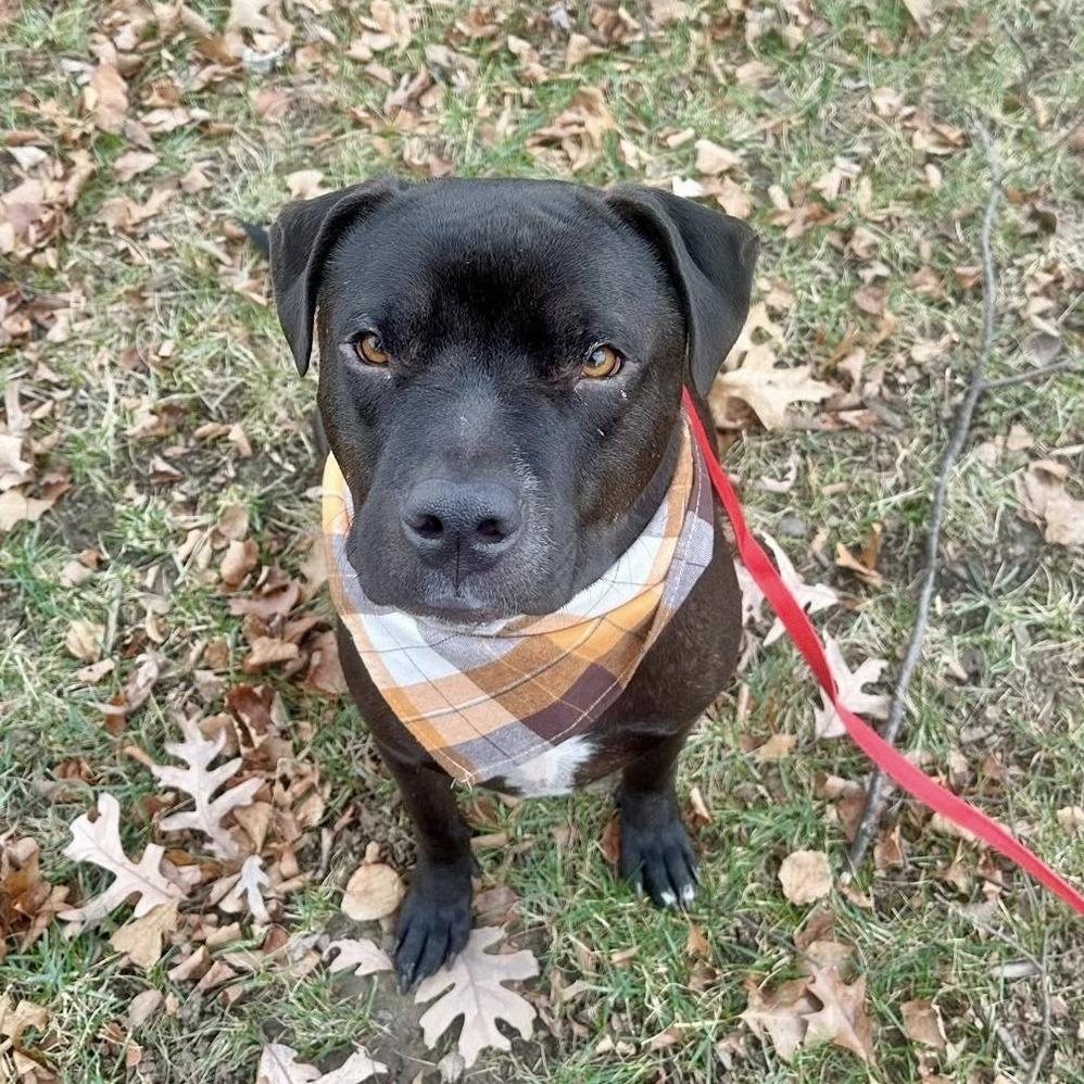 Goofy, Adoptable, Adult Male American Staffordshire Terrier.