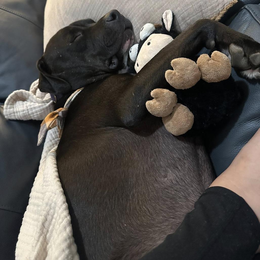 Enlarge Goofy, a Adoptable American Staffordshire Terrier in Delaware, OH image 3/6