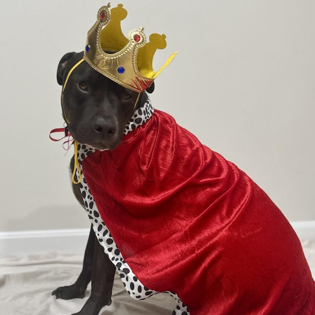 Enlarge Goofy, a Adoptable American Staffordshire Terrier in Delaware, OH image 4/6