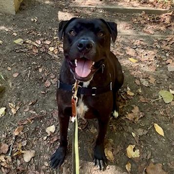 Enlarge Goofy, a Adoptable American Staffordshire Terrier in Delaware, OH image 5/6