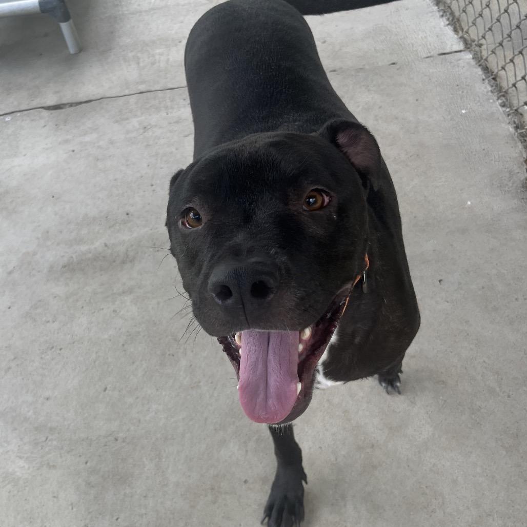 Enlarge Goofy, a Adoptable American Staffordshire Terrier in Delaware, OH image 5/6
