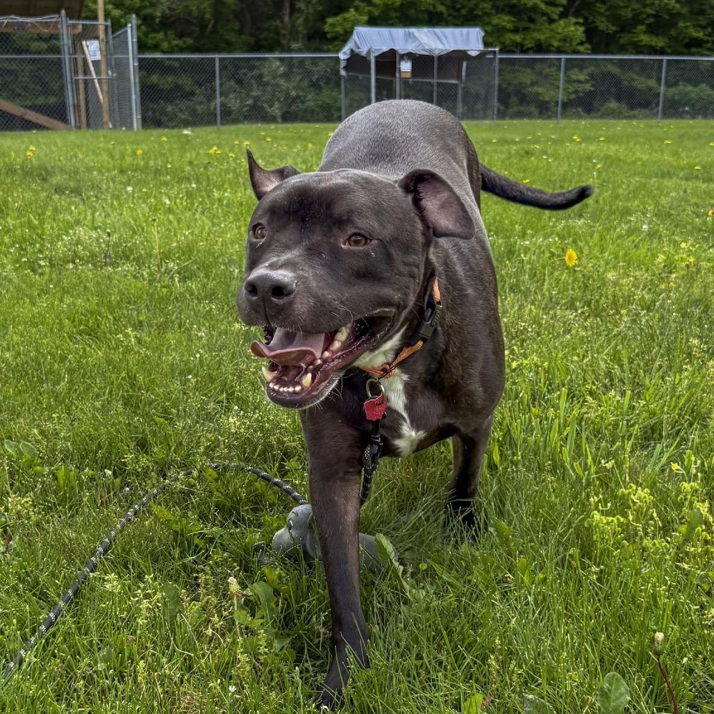 Enlarge Goofy, a Adoptable American Staffordshire Terrier in Delaware, OH image 6/6
