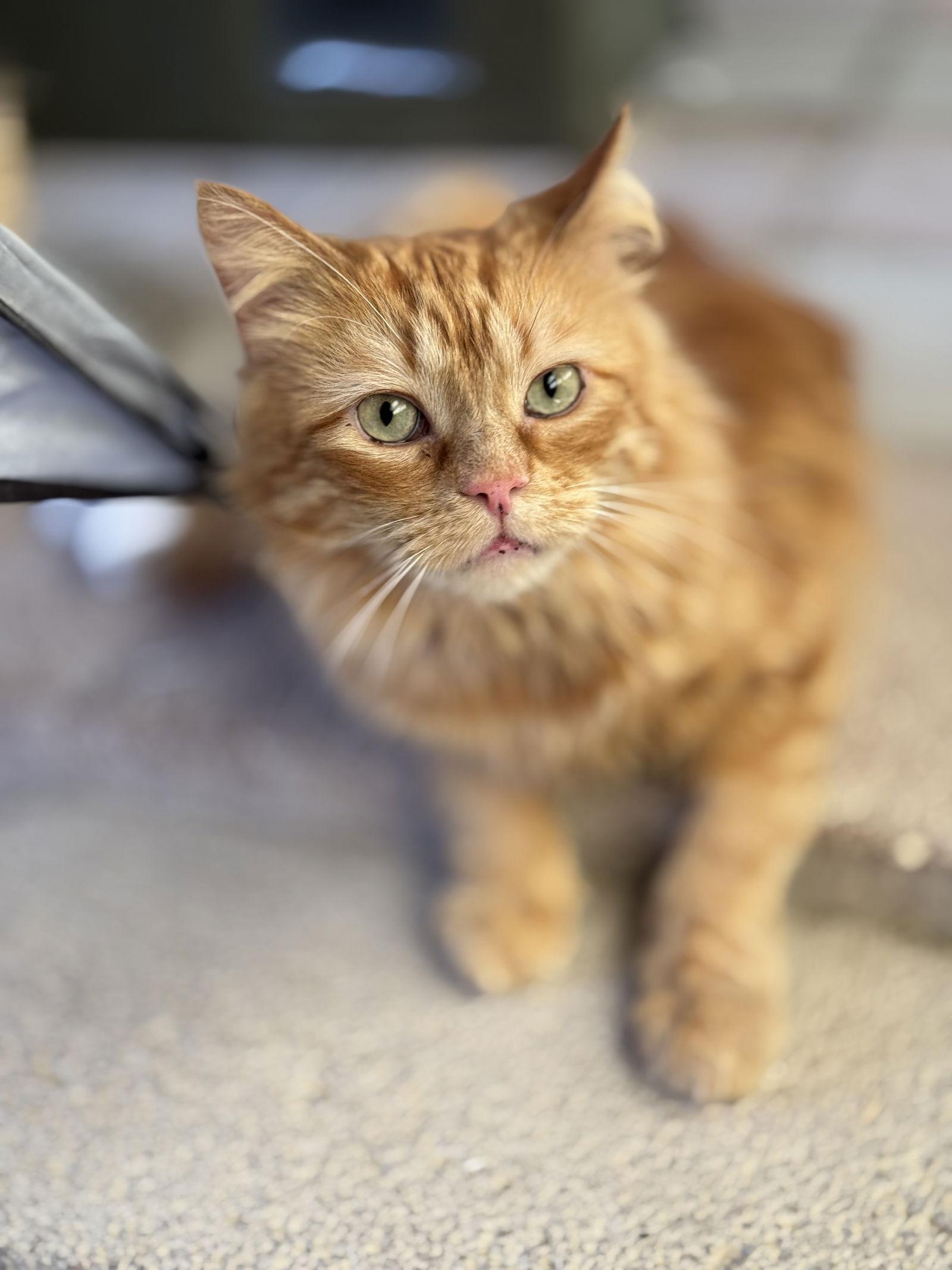 Liam, Adopted, Adult Male Persian & Domestic Long Hair.