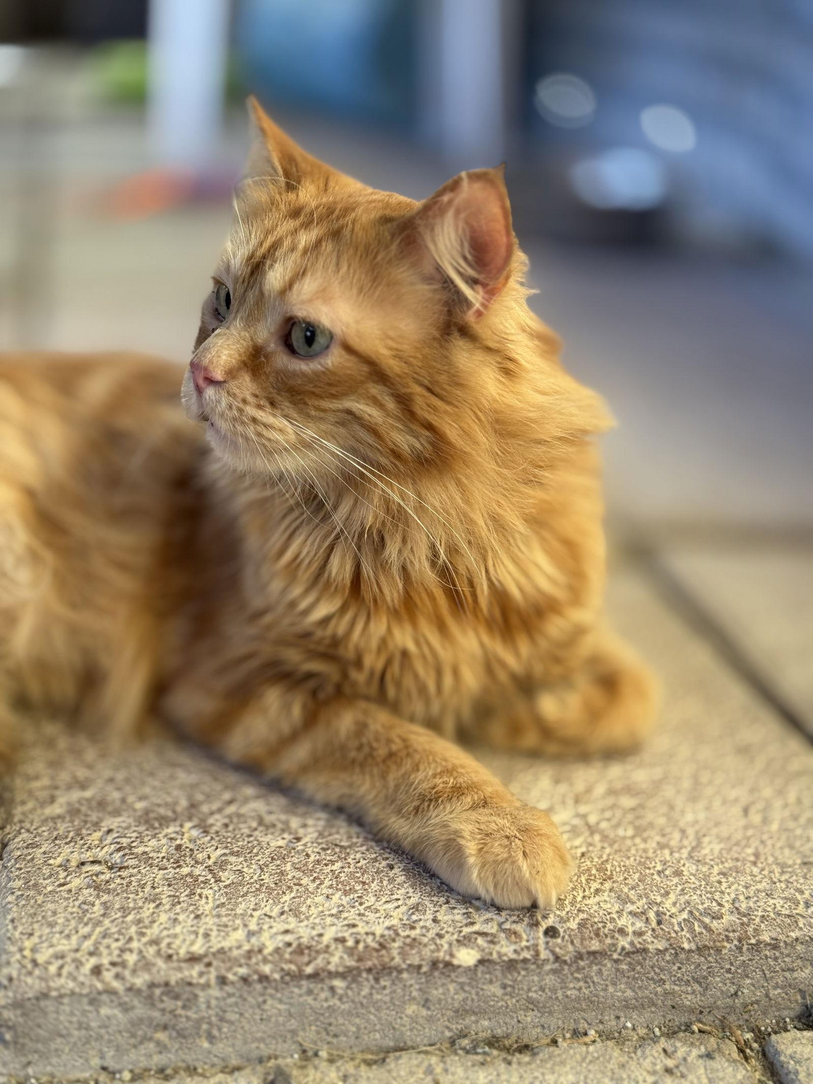 Liam, a Adopted mixed breed in Williamsburg, NM image 2/4
