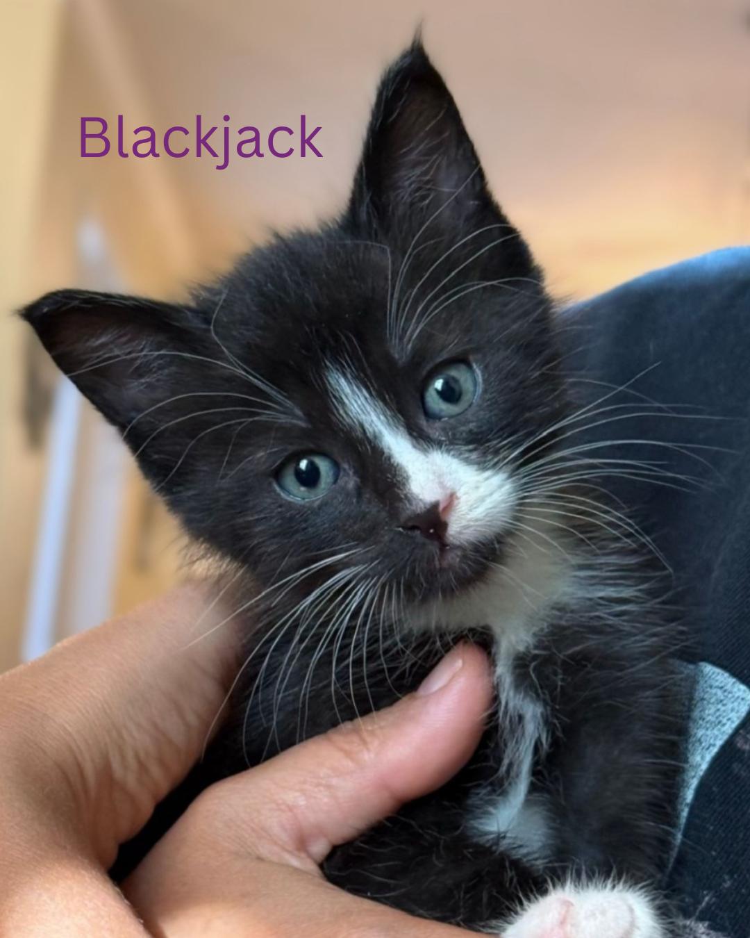 BLACKJACK, ADOPTABLE, Kitten Male Domestic Short Hair.