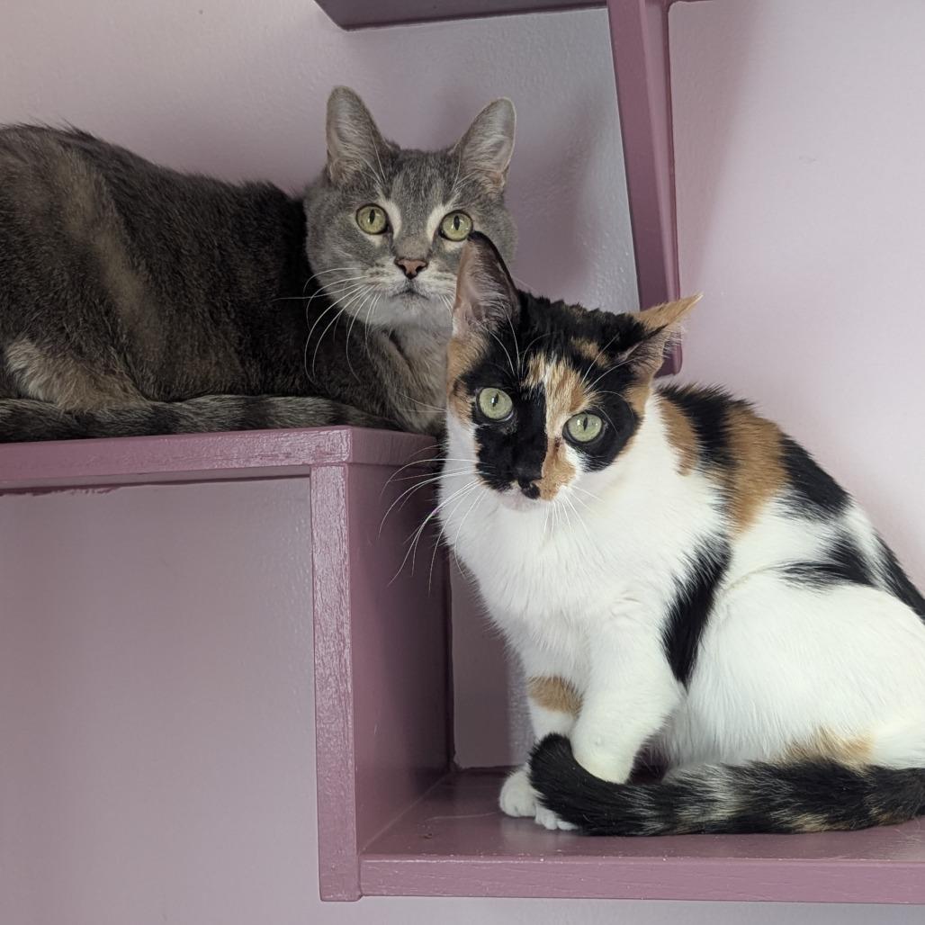 Enlarge Izzy and Maggie BONDED PAIR, a ADOPTABLE Domestic Short Hair in Fenton, MI image 2/4