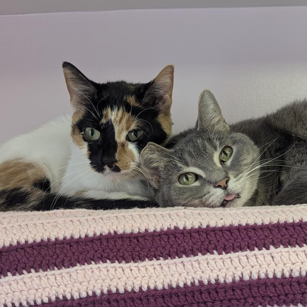 Izzy and Maggie BONDED PAIR, ADOPTABLE, Adult Female Domestic Short Hair.