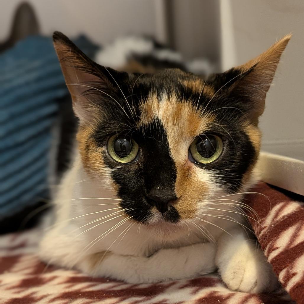 Enlarge Izzy and Maggie BONDED PAIR, a ADOPTABLE Domestic Short Hair in Fenton, MI image 4/4