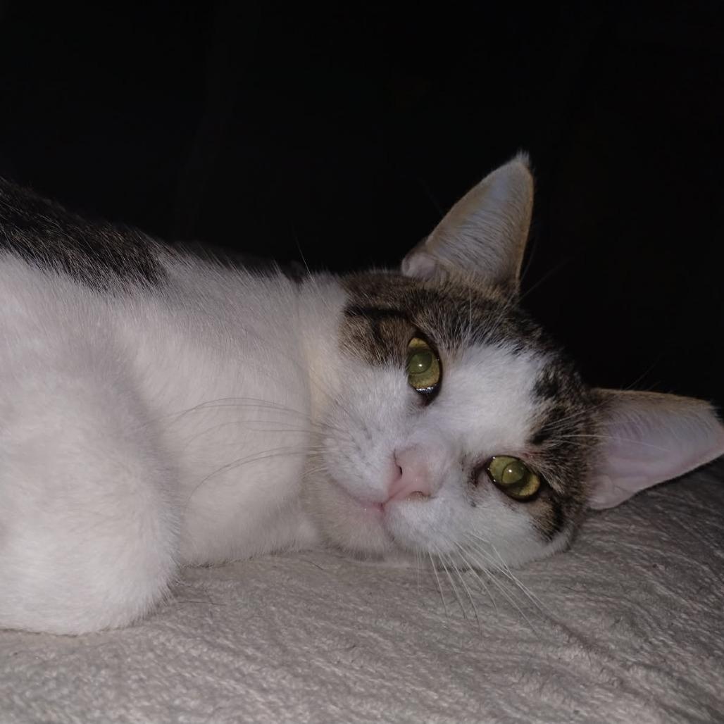 Chunk — thumbnail 2