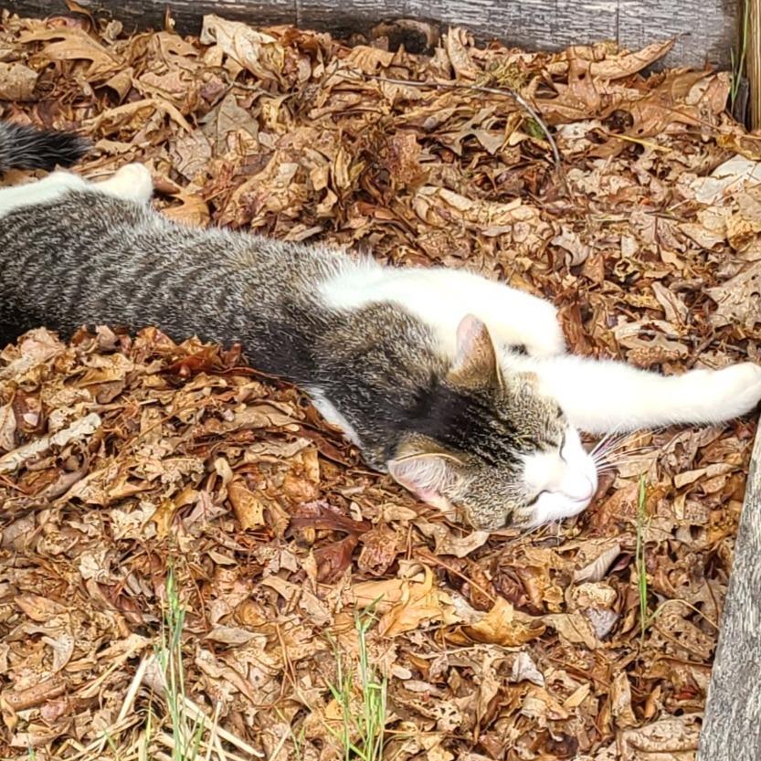 Chunk — thumbnail 3