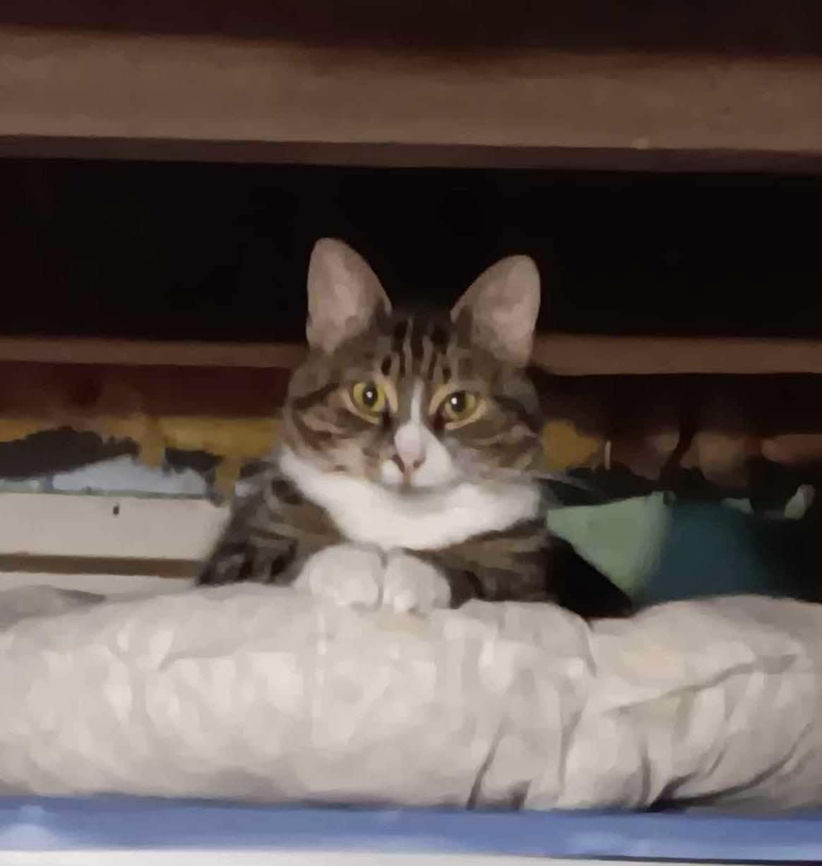 Enlarge Freya, a Adoptable Domestic Medium Hair in Ashton, ON image 1/1