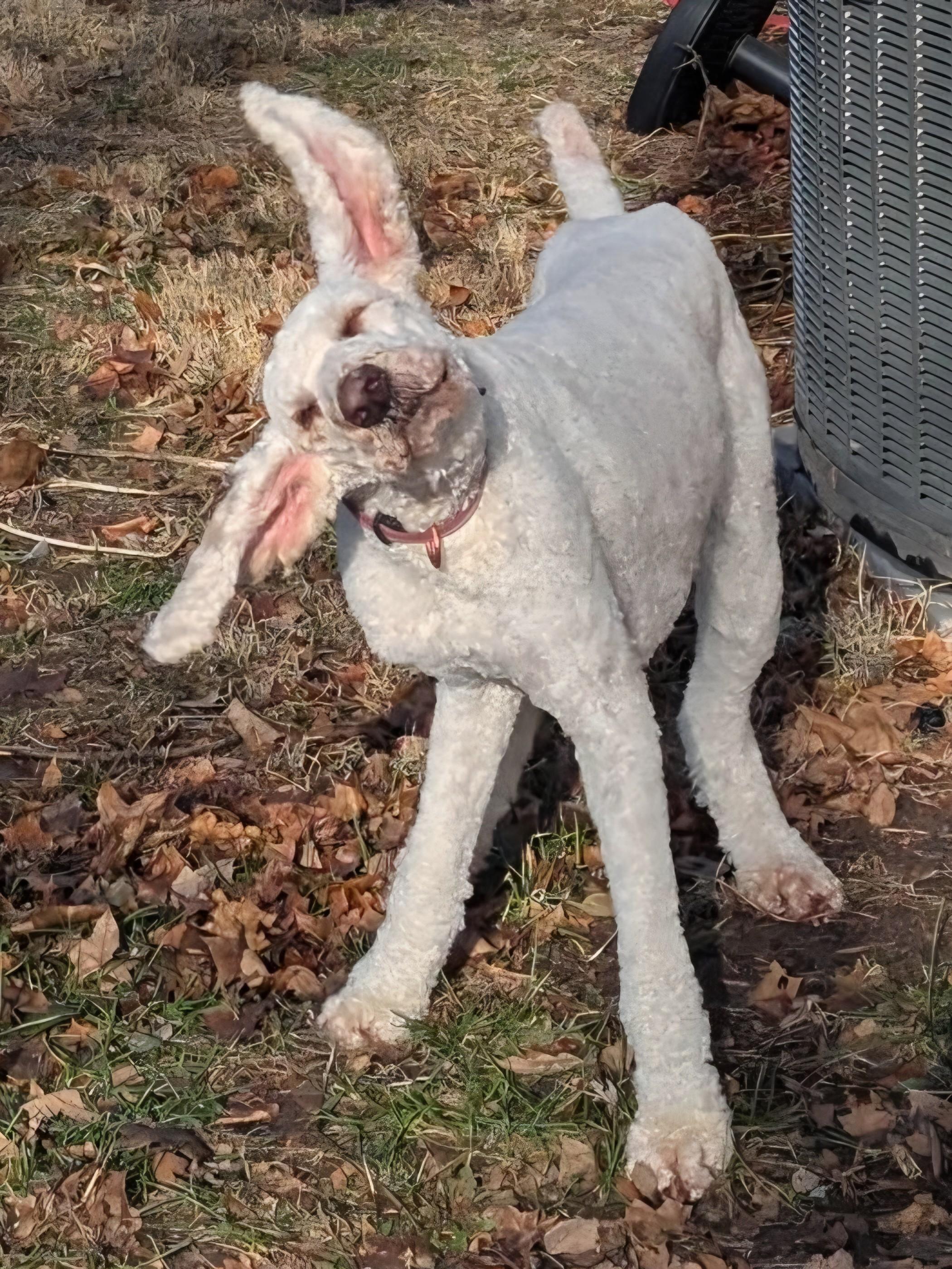 Enlarge Hannah, a ADOPTABLE mixed breed in Lisbon, IA image 6/6