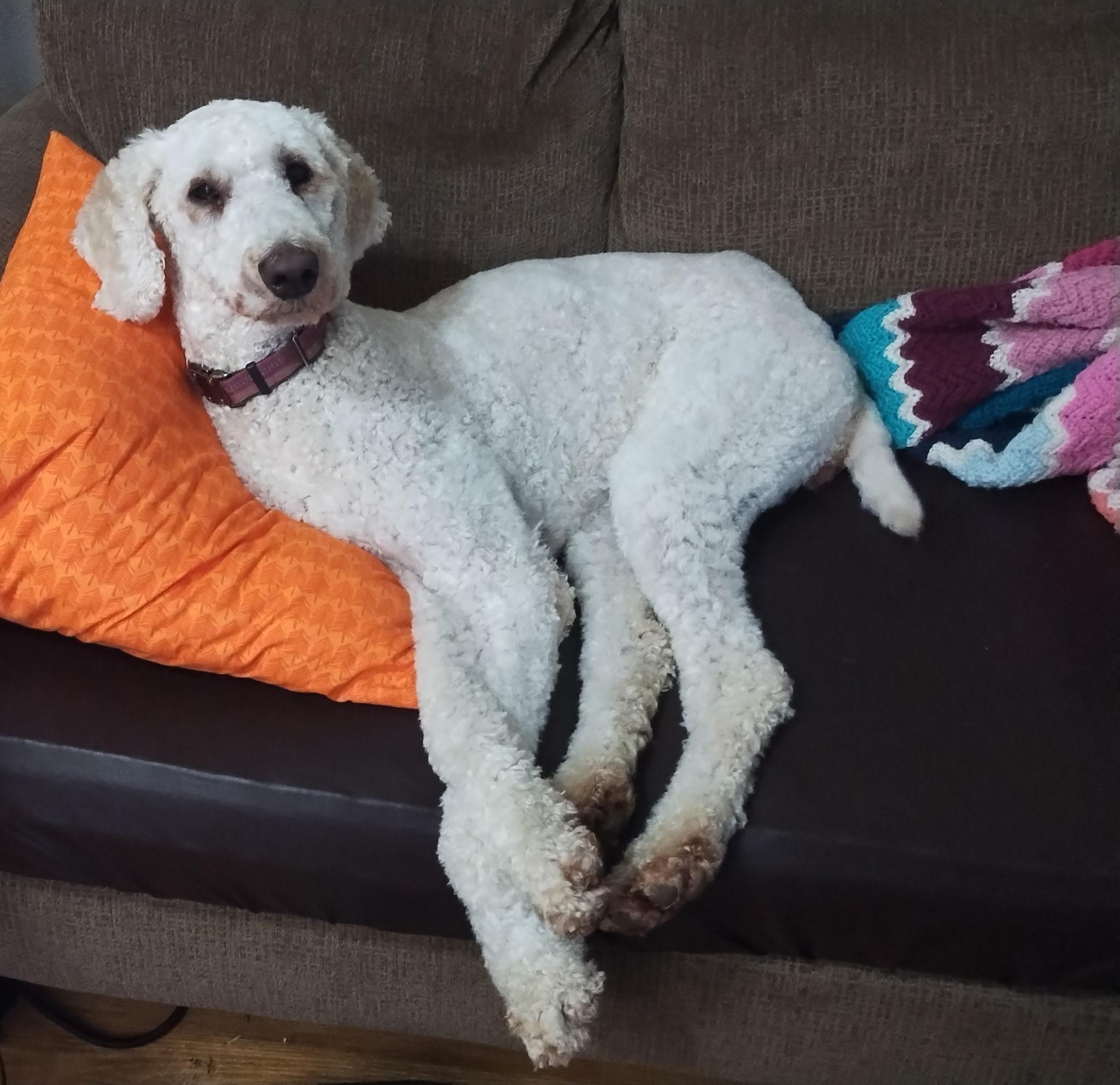 Enlarge Hannah, a ADOPTABLE mixed breed in Lisbon, IA image 3/6