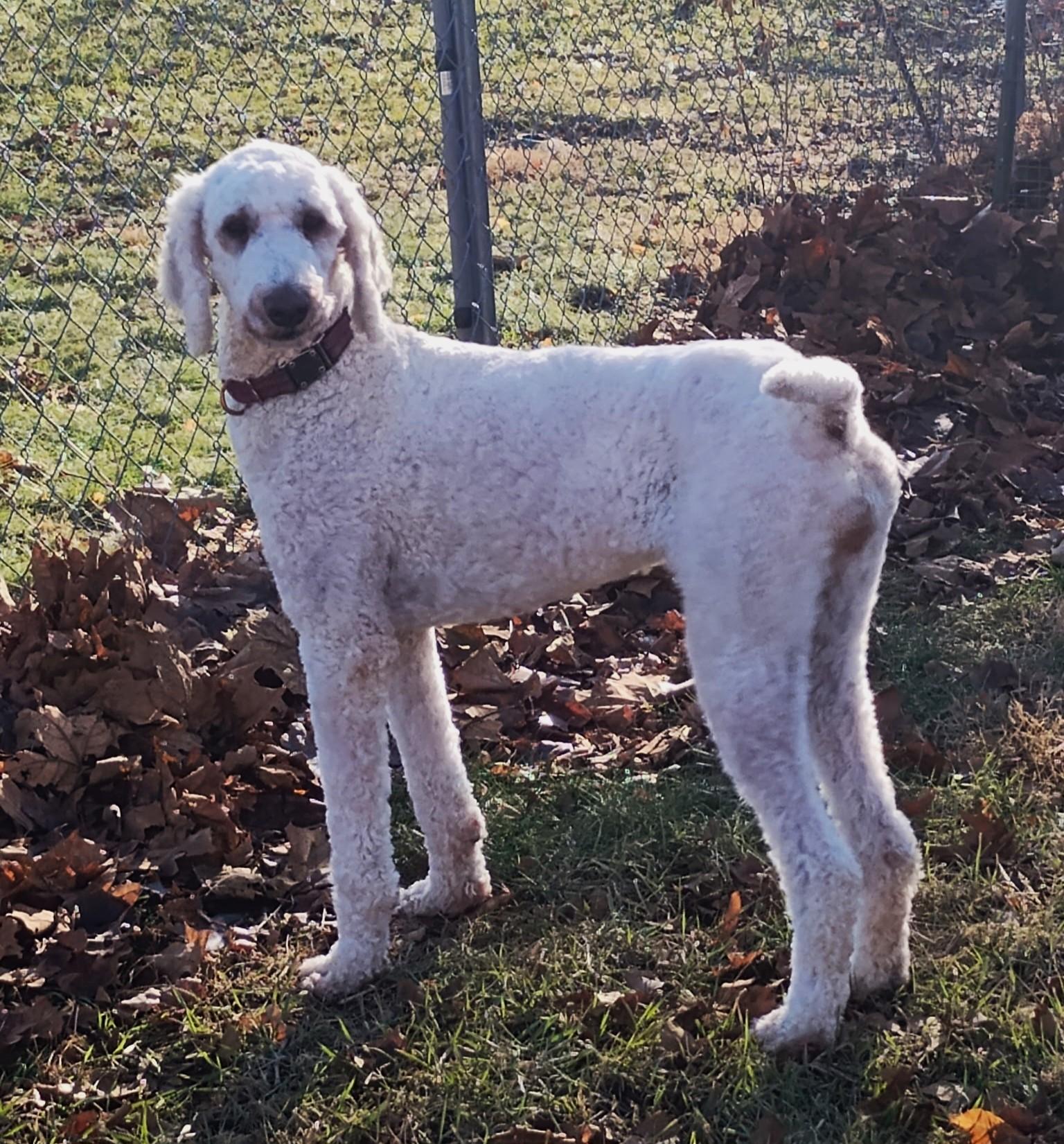 Enlarge Hannah, a ADOPTABLE mixed breed in Lisbon, IA image 2/6