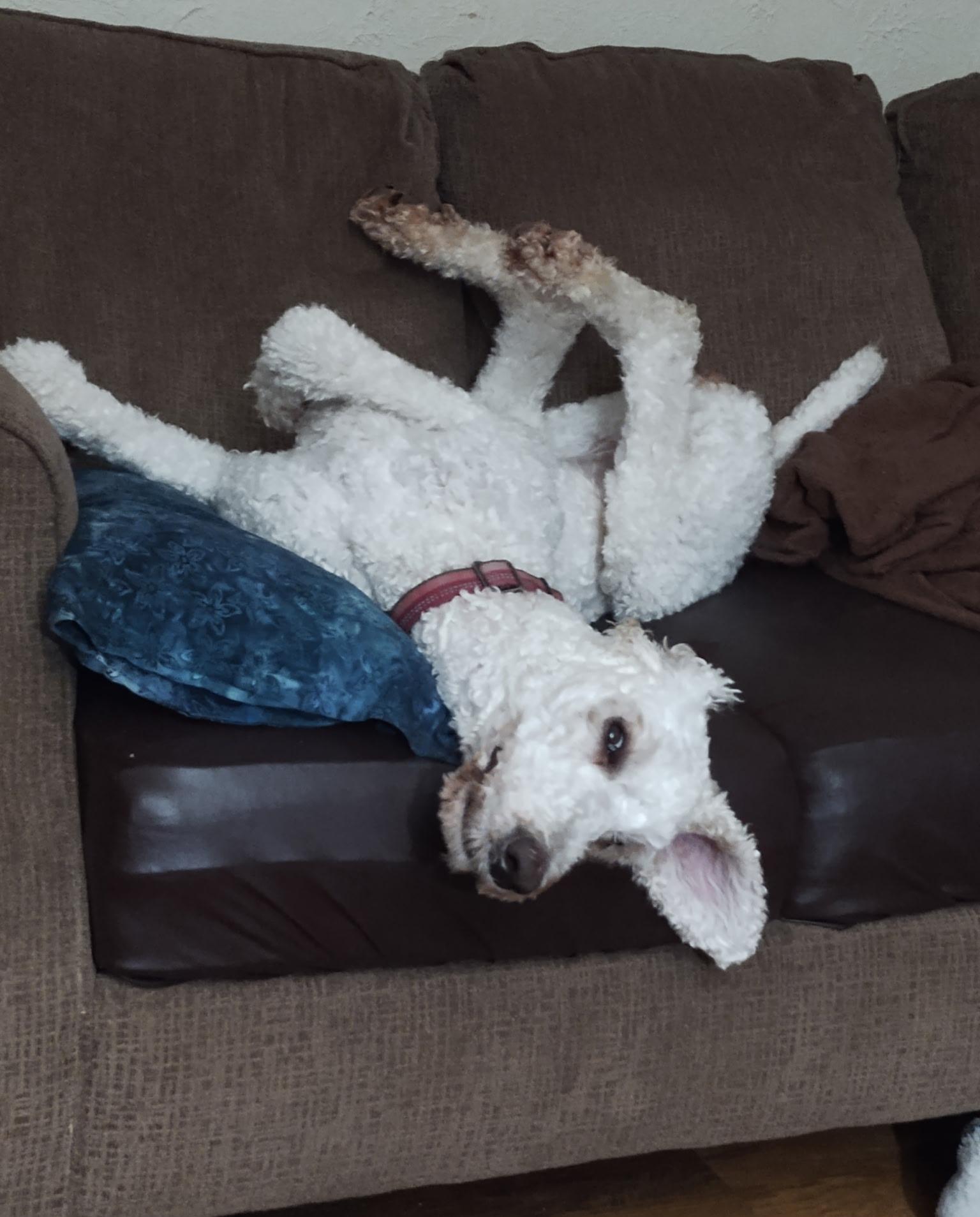 Enlarge Hannah, a ADOPTABLE mixed breed in Lisbon, IA image 5/6