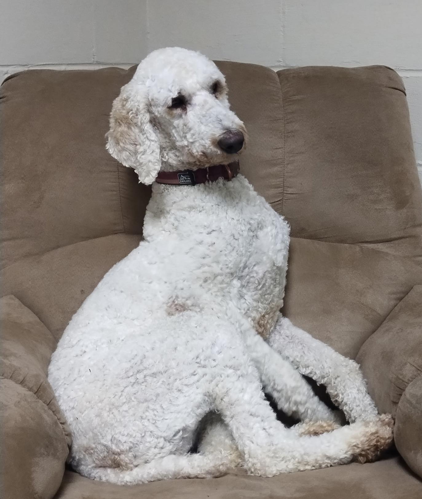 Enlarge Hannah, a ADOPTABLE mixed breed in Lisbon, IA image 4/6