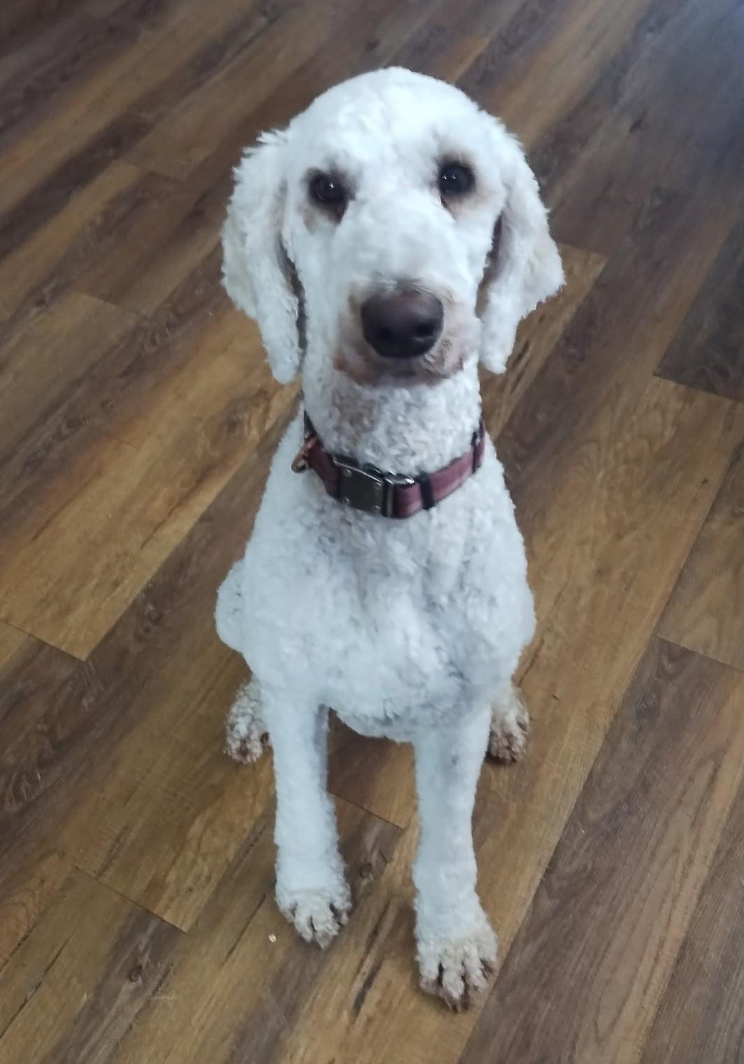 Enlarge Hannah, a ADOPTABLE mixed breed in Lisbon, IA image 1/6