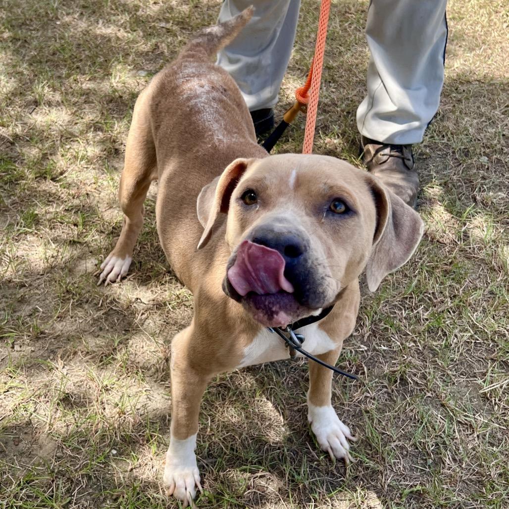 Enlarge Evangeline, a Adoptable Mixed Breed in Sylvania, GA image 1/1