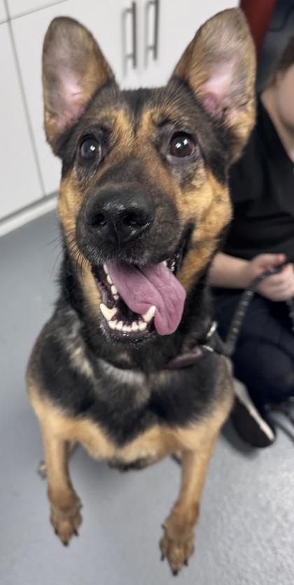 Enlarge Jenner - 2, a Adoptable mixed breed in Daytona Beach, FL image 1/1