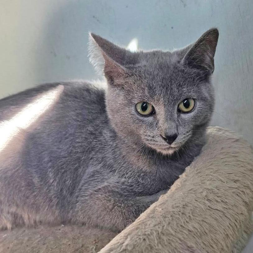 Enlarge Grayson, a Adopted Domestic Short Hair in Harrisburg, PA image 3/3