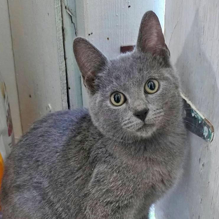 Enlarge Grayson, a Adopted Domestic Short Hair in Harrisburg, PA image 1/3