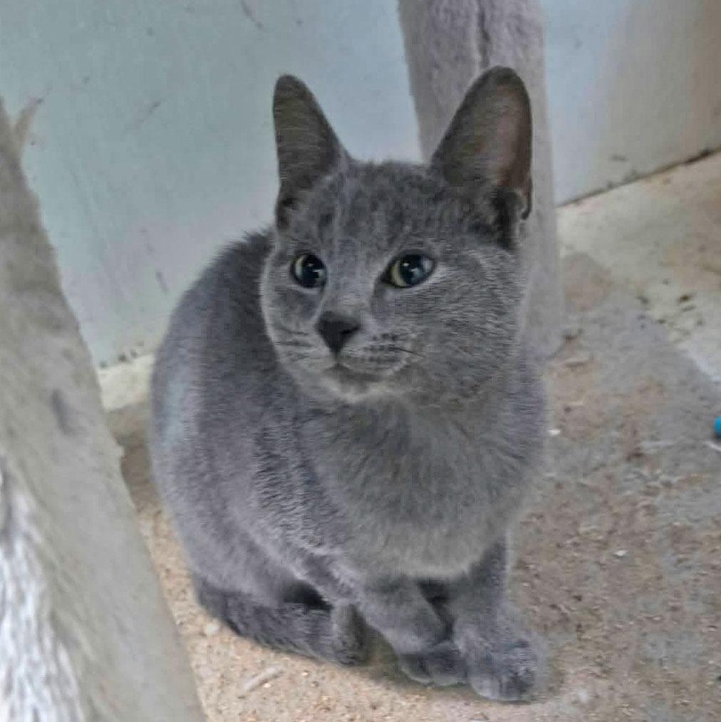 Enlarge Grayson, a Adopted Domestic Short Hair in Harrisburg, PA image 2/3