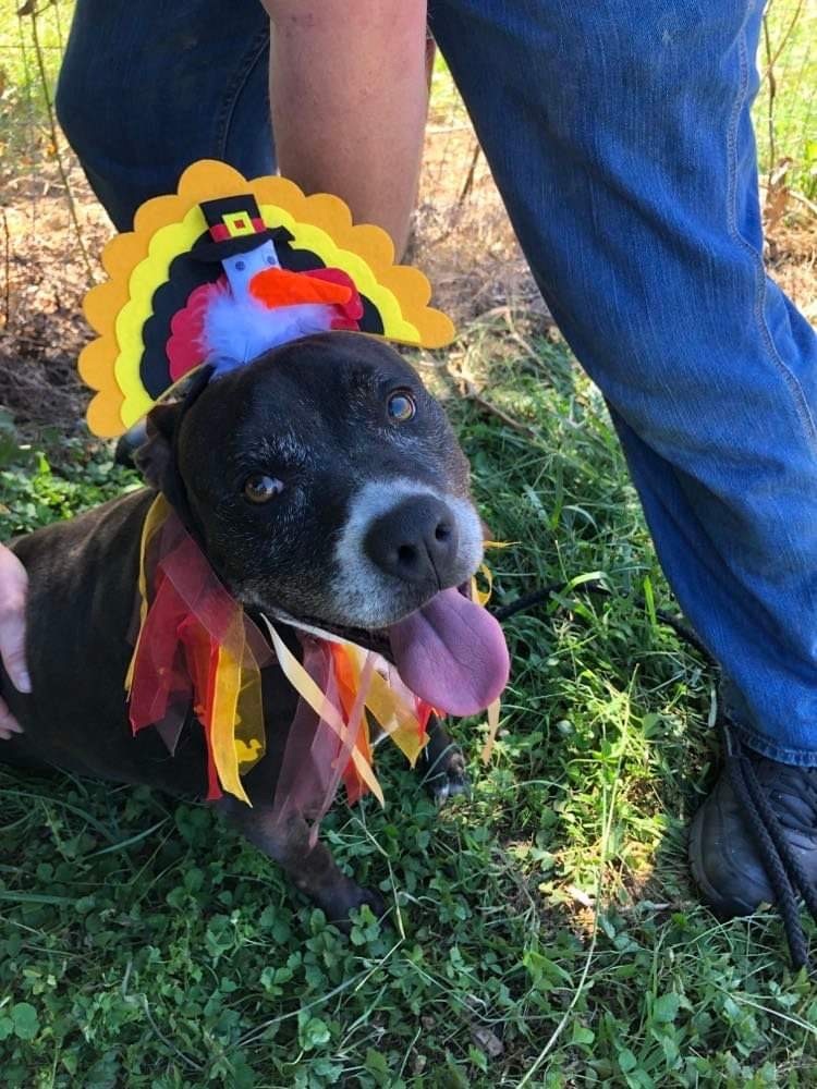 Enlarge Lucy, a Adoptable mixed breed in Alpharetta, GA image 4/6