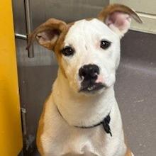 Enlarge Chuck, a Adoptable Pit Bull Terrier in Norman, OK image 1/2