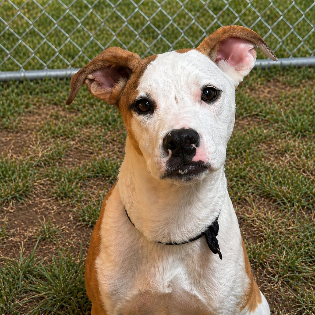 Enlarge Chuck, a Adoptable Pit Bull Terrier in Norman, OK image 2/2