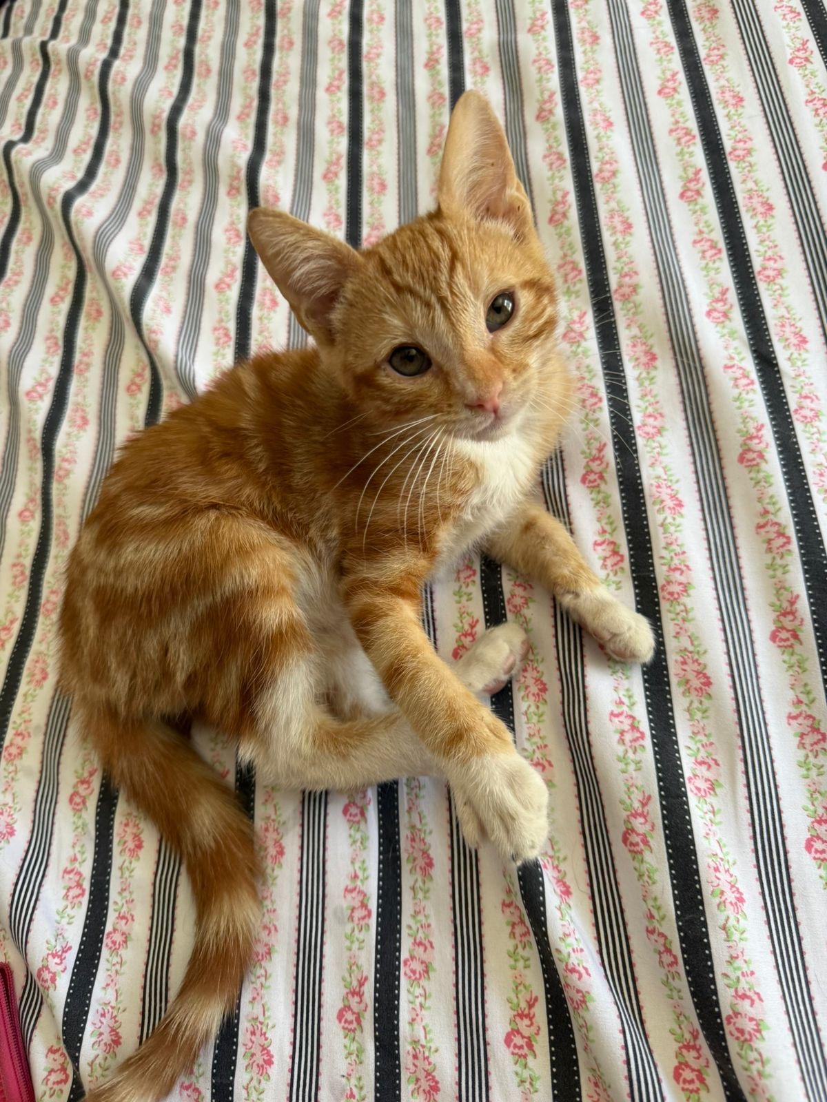 Enlarge Morita, a Adoptable mixed breed in Mission Viejo, CA image 6/6