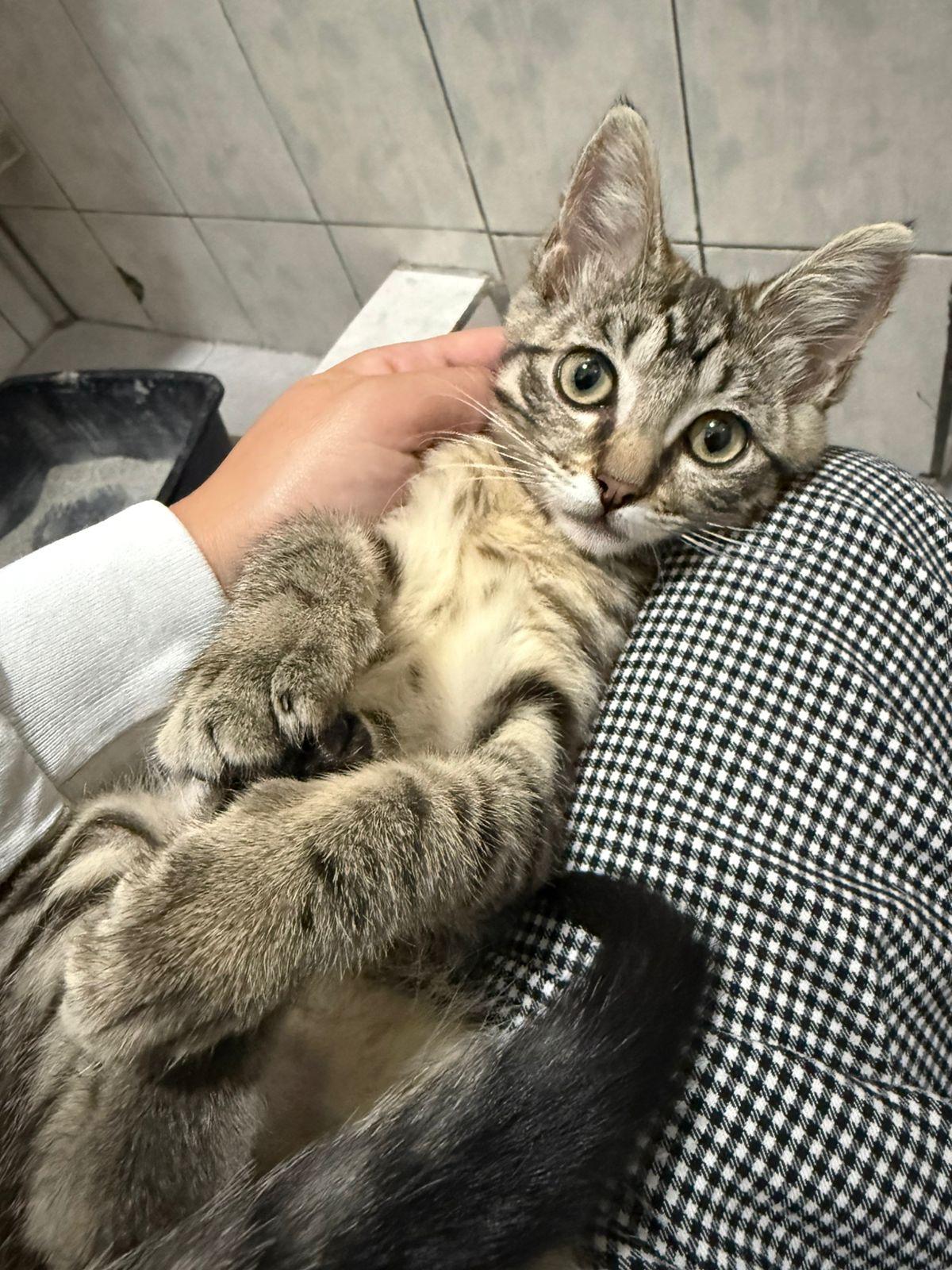 Enlarge Morita, a Adoptable mixed breed in Mission Viejo, CA image 2/6