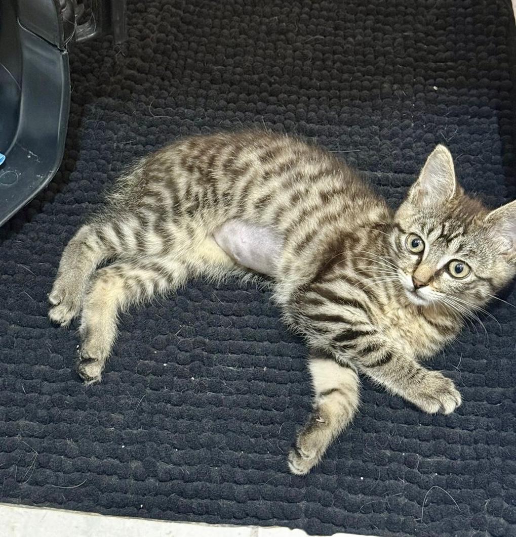 Morita, Adoptable, Kitten Female Tabby & Egyptian Mau.