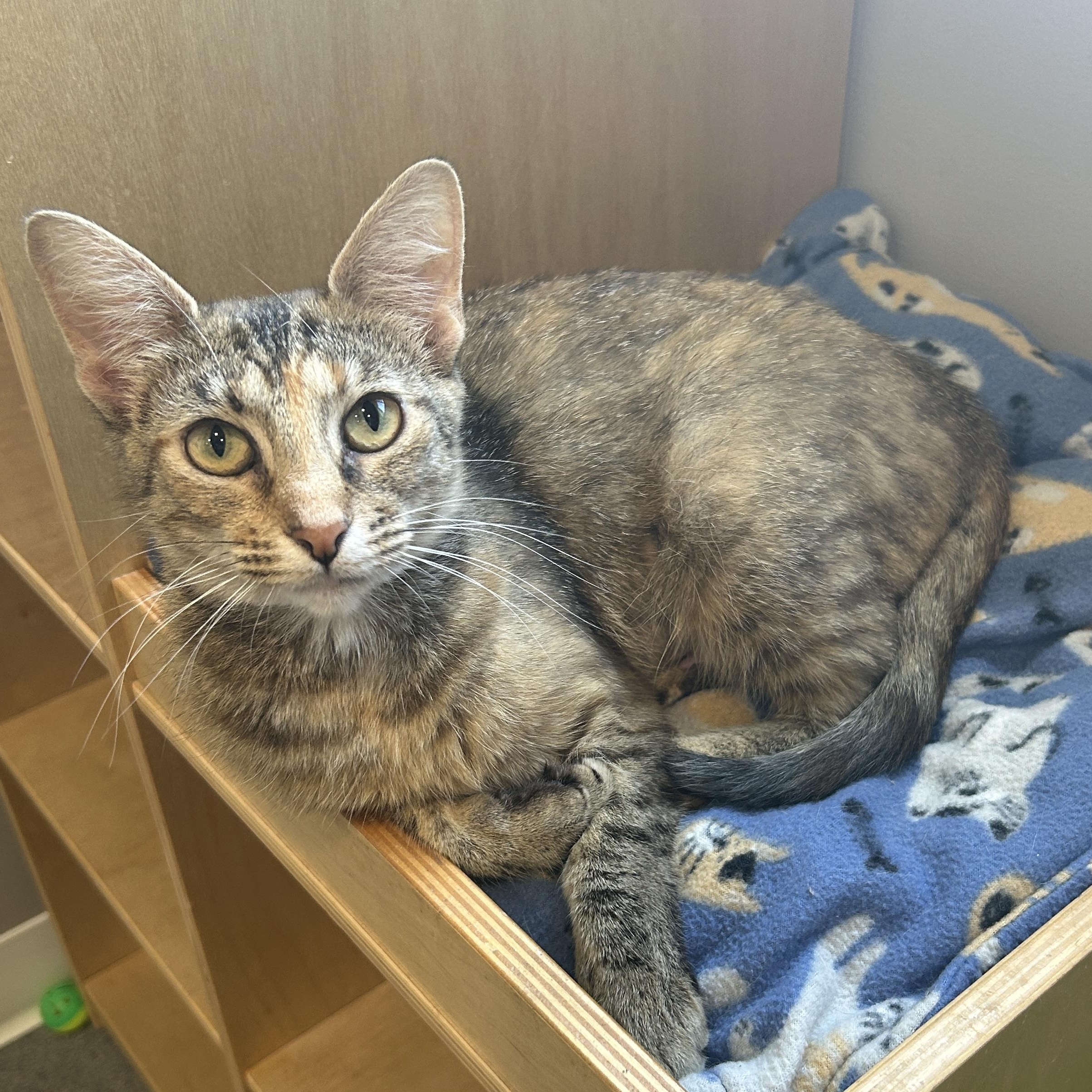 Marigold, Adoptable, Young Female Domestic Short Hair.