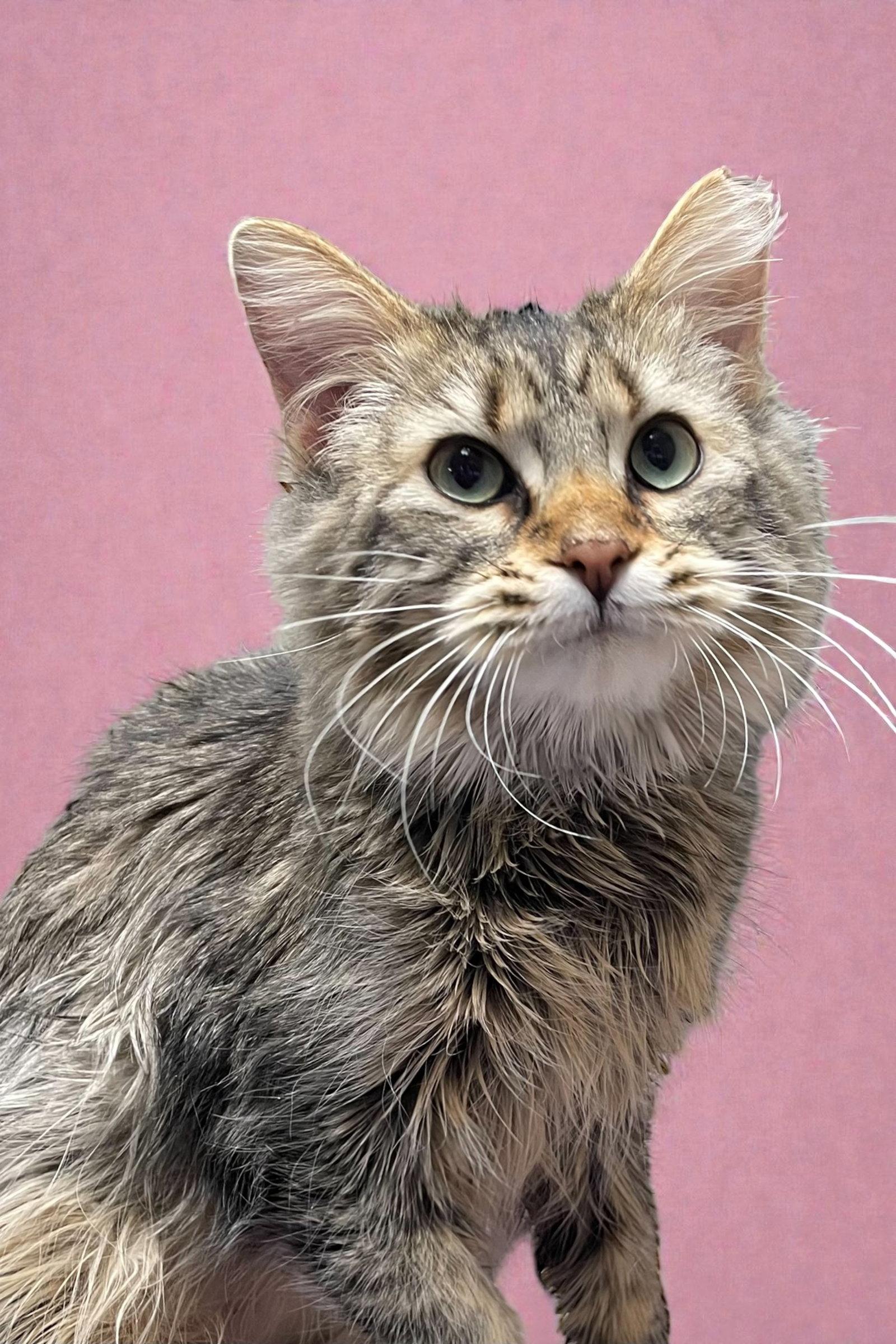 Enlarge Layla, a Adopted Domestic Long Hair in Champaign, IL image 1/2