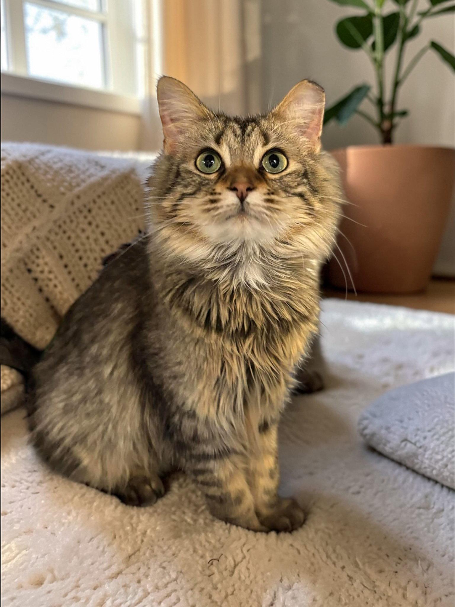 Enlarge Layla, a Adopted Domestic Long Hair in Champaign, IL image 2/2