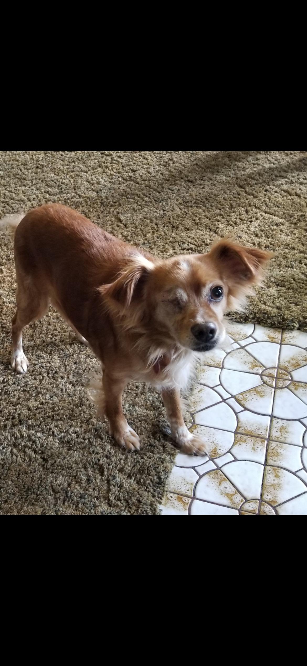 Marlo, an adopted mixed breed in Saint Louis, MO image 2/3