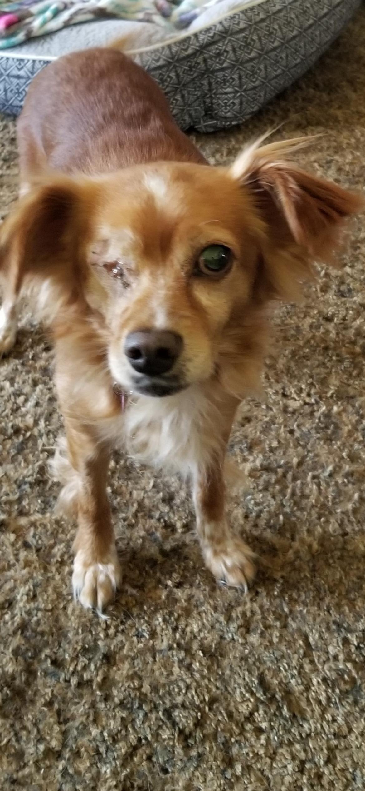 Marlo, an adopted mixed breed in Saint Louis, MO image 3/3
