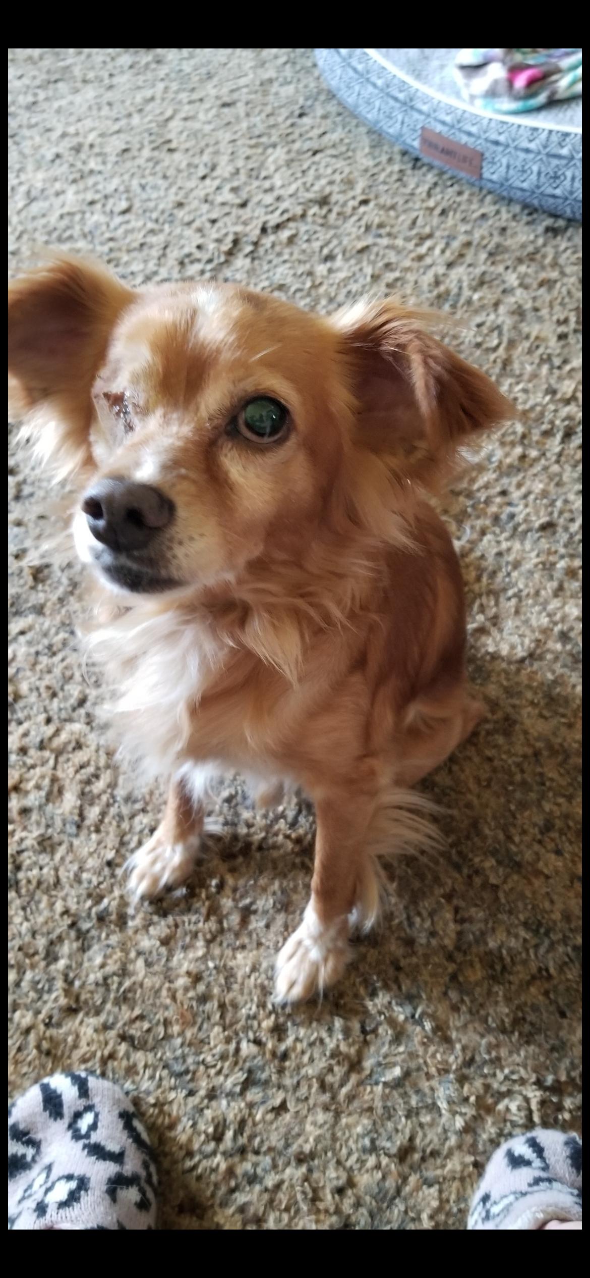 Marlo, an adopted mixed breed in Saint Louis, MO image 1/3