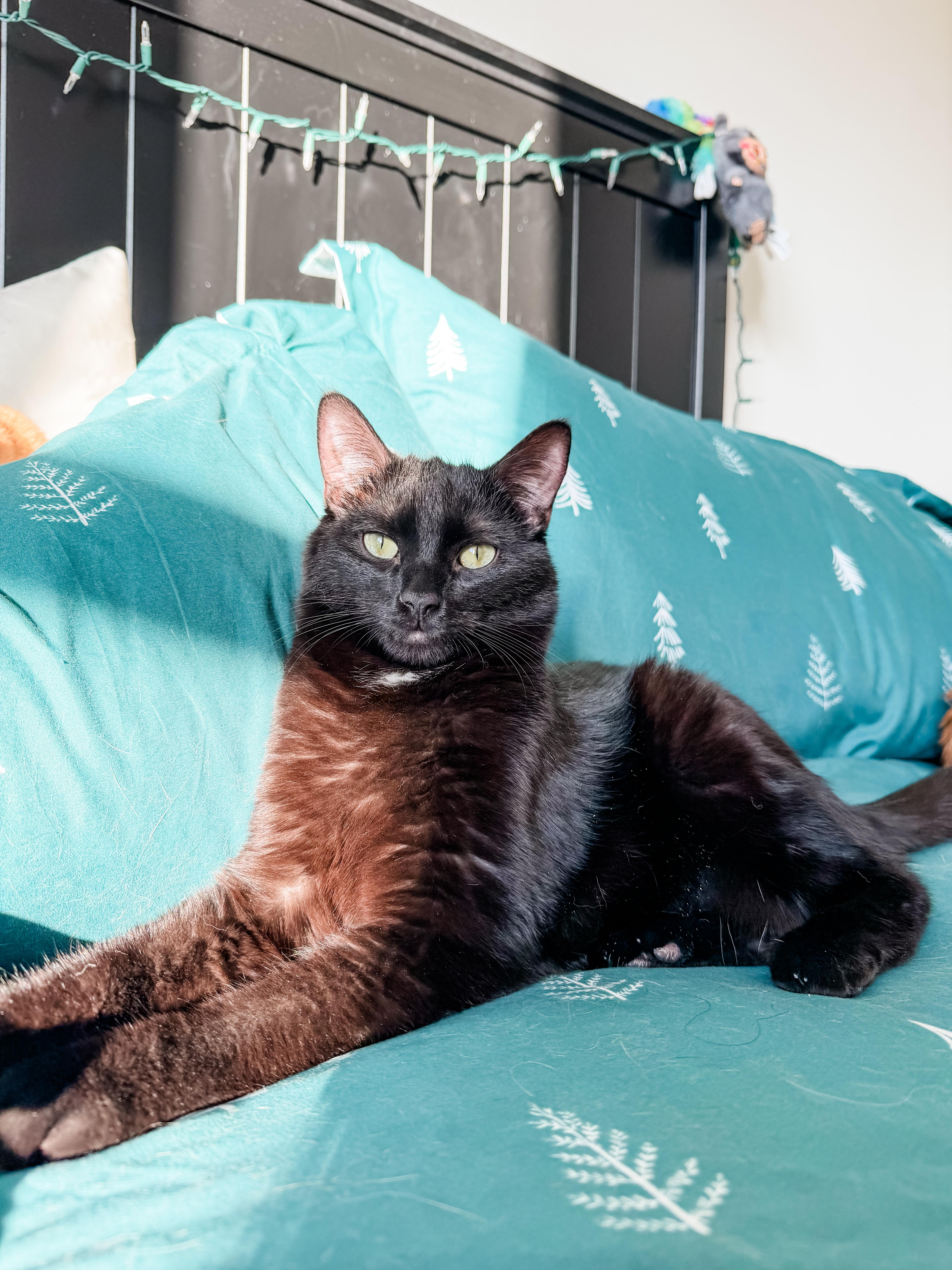 Spike, Adoptable, Young Male Domestic Short Hair.