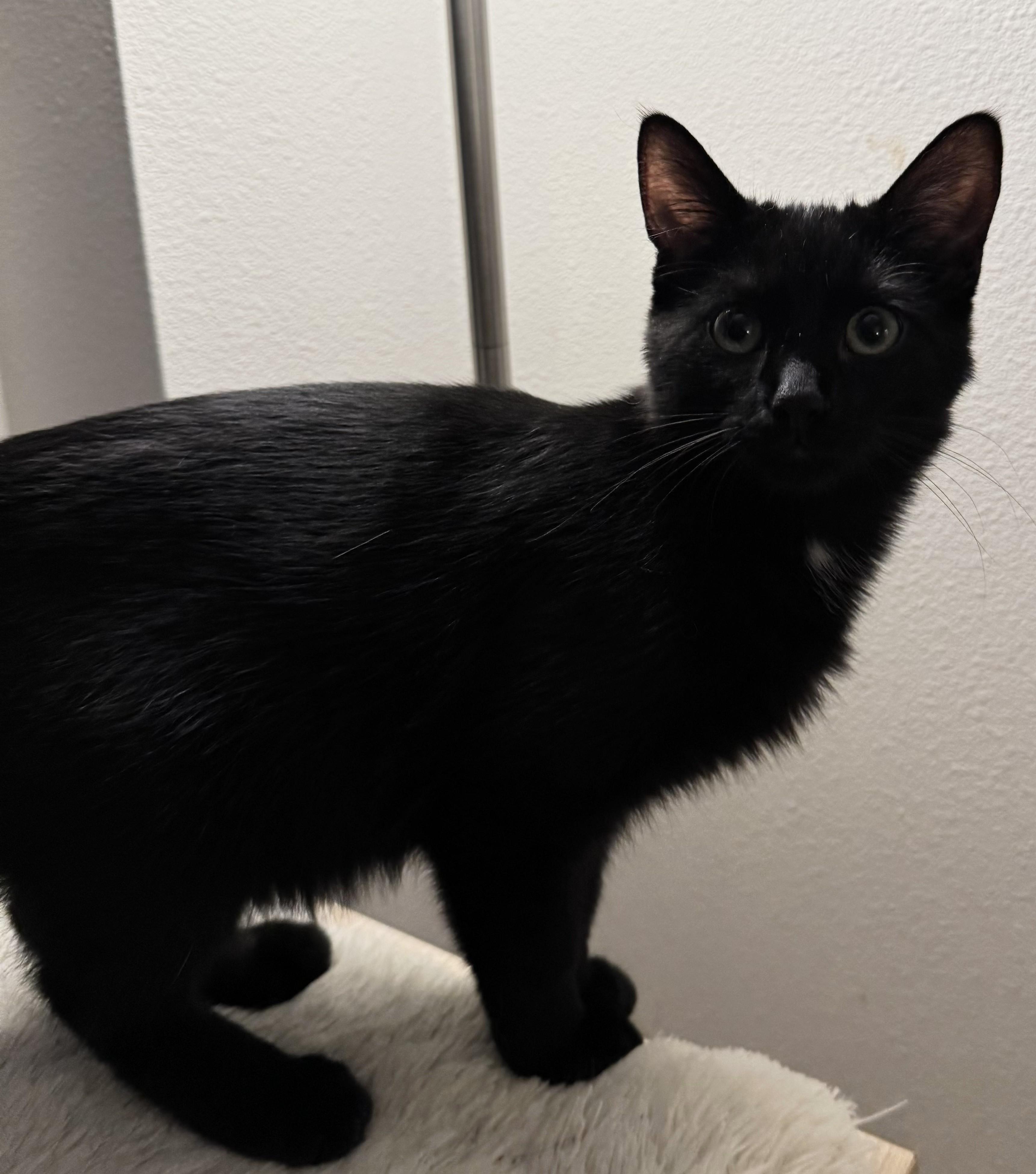 Enlarge Spike, a Adoptable Domestic Short Hair in Sartell, MN image 1/1