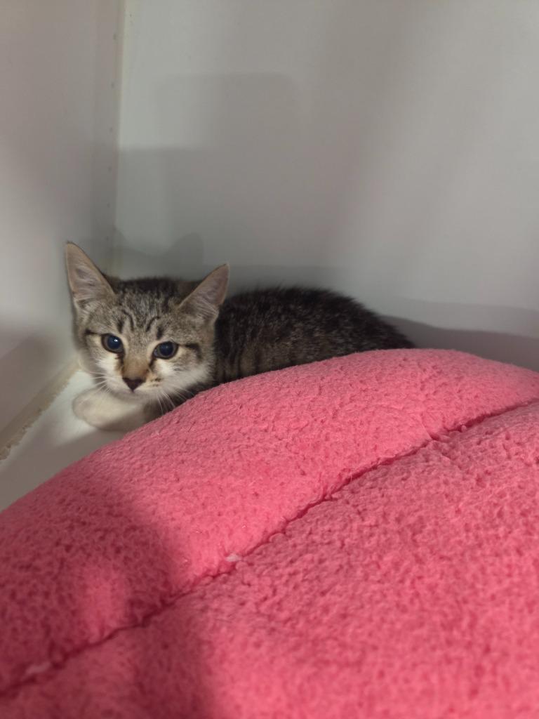 Flash, Adoptable, Kitten Female Domestic Short Hair.