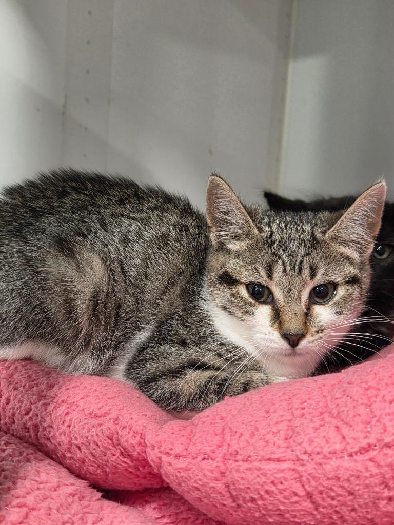 Enlarge Flash, a Adoptable mixed breed in Lunenburg, VT image 2/2