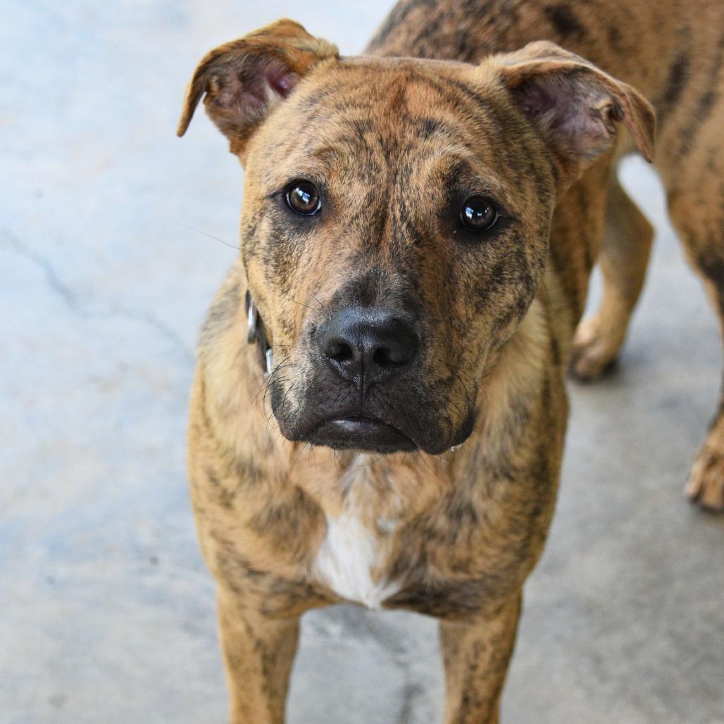 Hank Williams, Adoptable, Young Male Pit Bull Terrier & Golden Retriever.