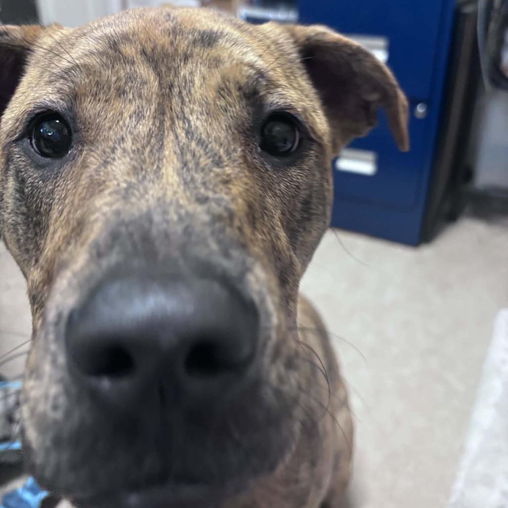 Enlarge Hank Williams, a Adoptable mixed breed in Columbus, NC image 3/5
