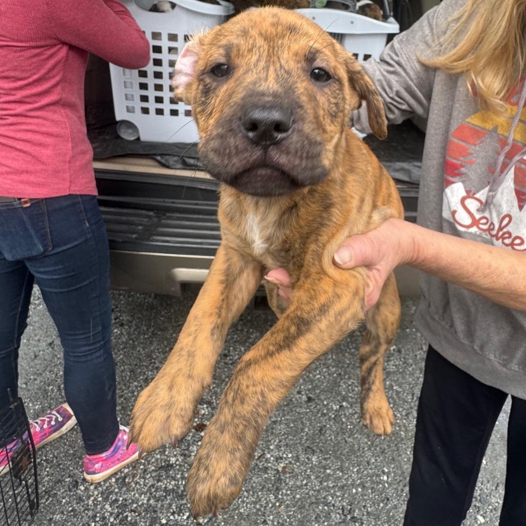 Enlarge Hank Williams, a Adoptable mixed breed in Columbus, NC image 4/5