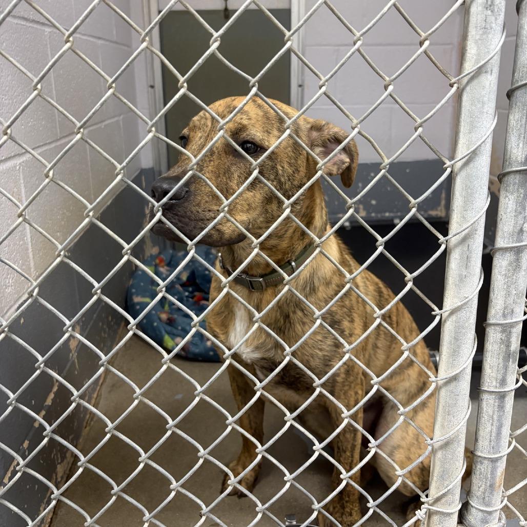 Enlarge Hank Williams, a Adoptable mixed breed in Columbus, NC image 5/5