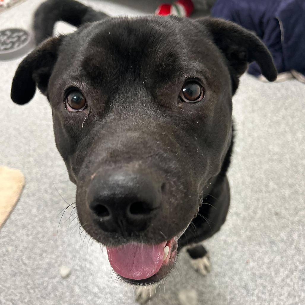 Curly, Adoptable, Adult Male Husky & American Staffordshire Terrier.