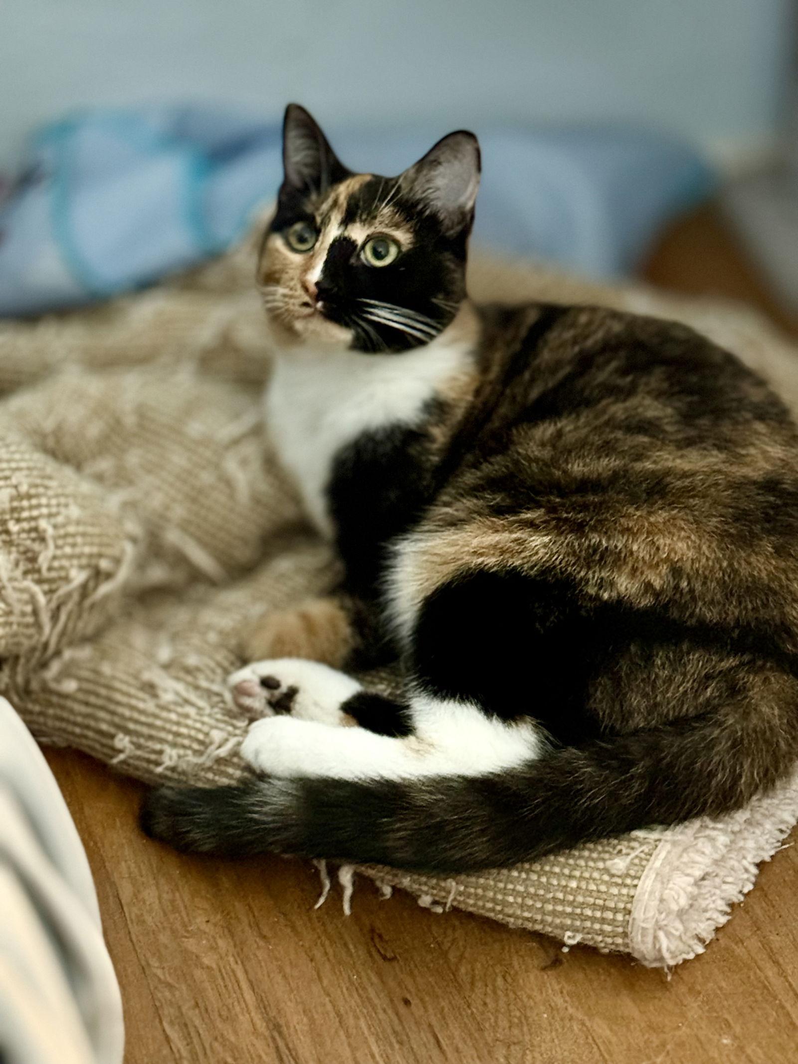 Enlarge Belli, a Adoptable mixed breed in Long Beach, CA image 1/2