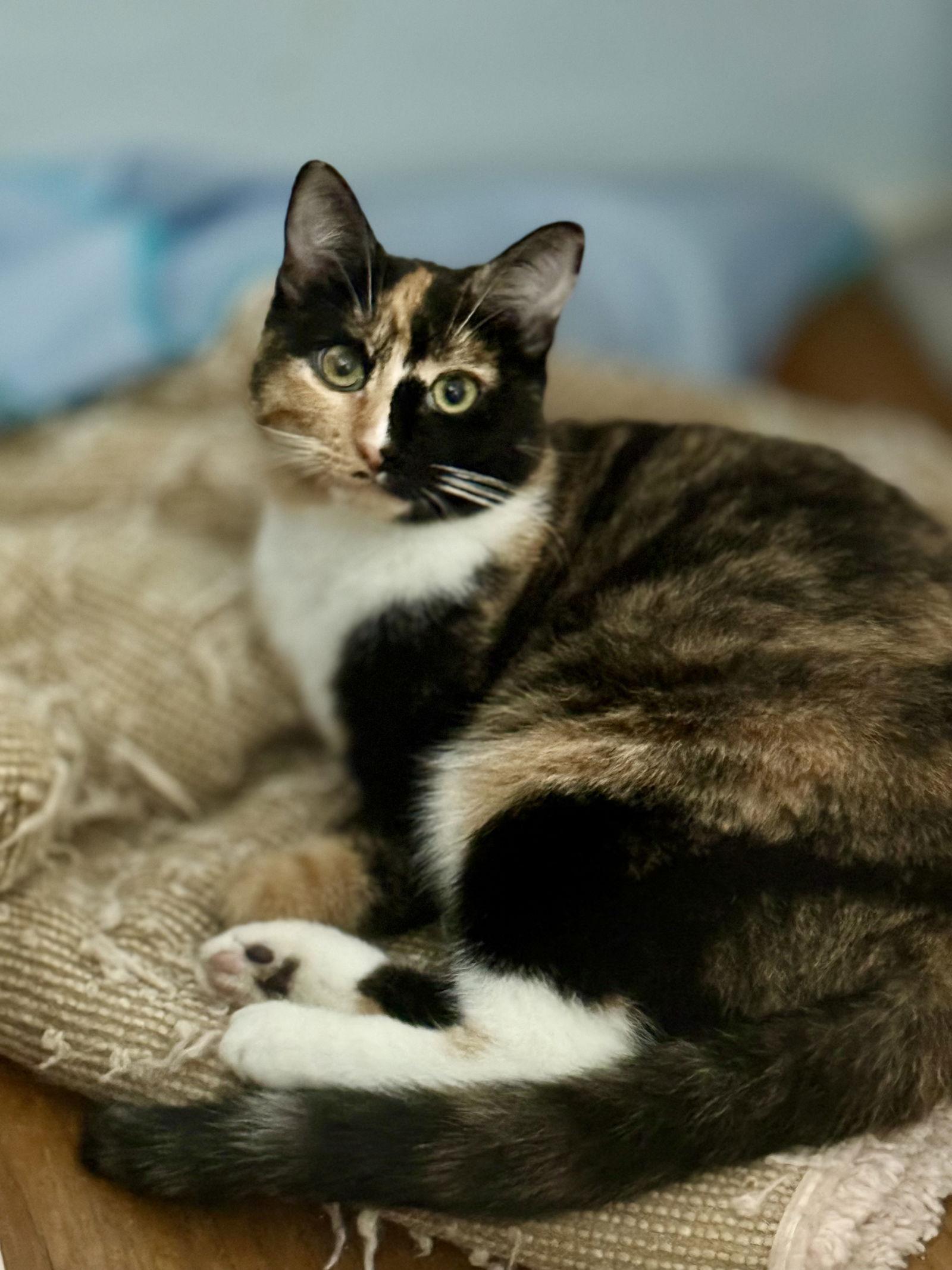 Enlarge Belli, a Adoptable mixed breed in Long Beach, CA image 2/2